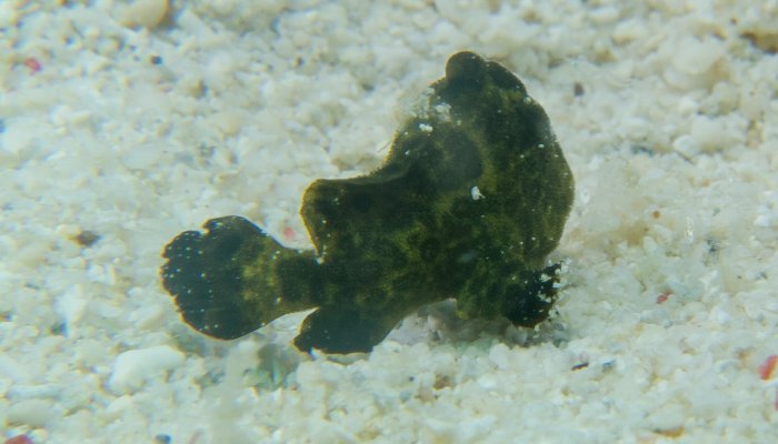 Tiny Leopard Frogfish